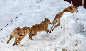 Отмена приказа о субсидиях тульскому приюту «Континент+» является юридической формальностью