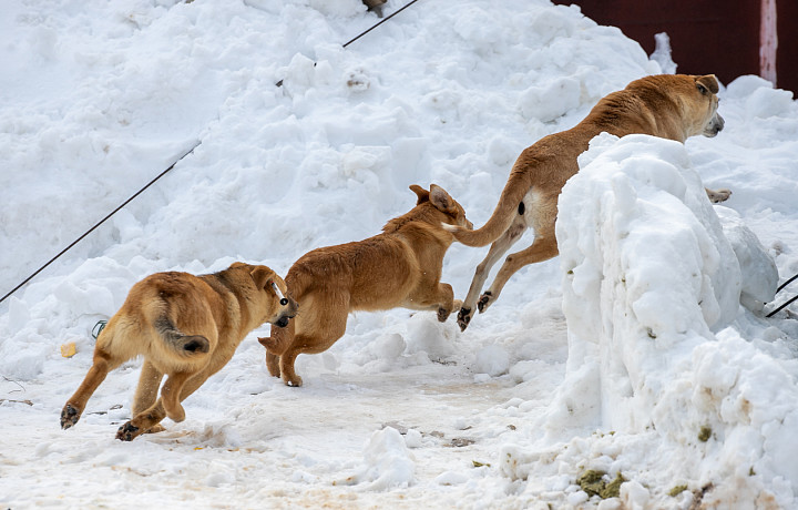 Отмена приказа о субсидиях тульскому приюту «Континент+» является юридической формальностью