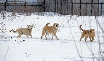 В Узловском районе потратят почти 3 млн рублей на отлов безнадзорных животных