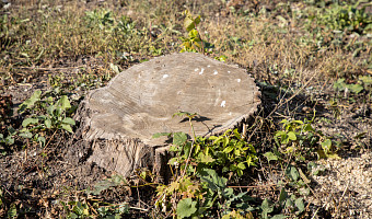На удаление 29 аварийных деревьев в Зареченском округе Тулы потратят 1 081 379 рублей