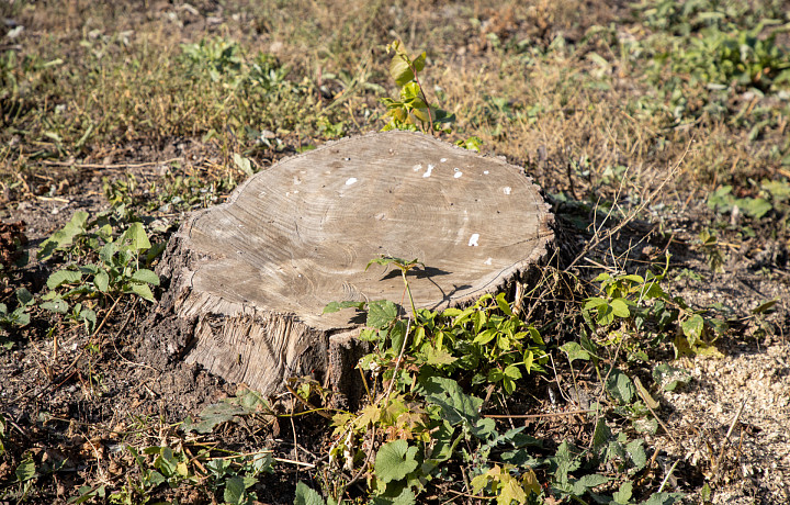 На удаление 29 аварийных деревьев в Зареченском округе Тулы потратят 1 081 379 рублей