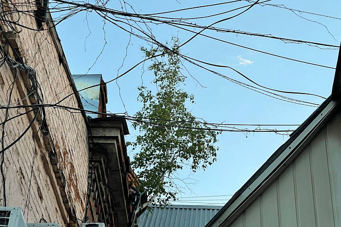 Эксперт рассказал, чем опасны березы, растущие на крыше