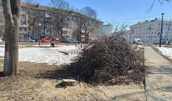 Жительница Тулы обеспокоена вырубкой деревьев в сквере на Красноармейском проспекте