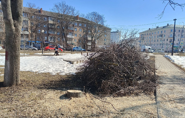 Жительница Тулы обеспокоена вырубкой деревьев в сквере на Красноармейском проспекте