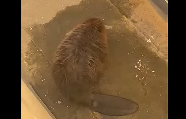 Сотрудники охотничьего департамента спасли бобра в центре Тулы