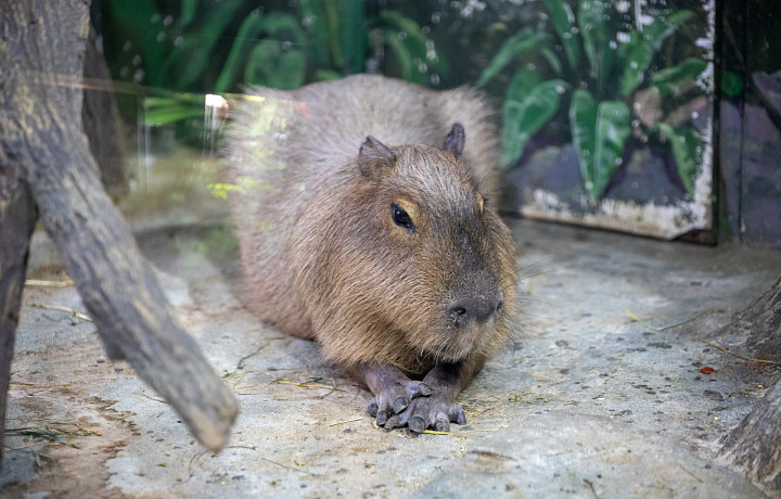 Можно ли завести дома капибару и опасна ли она для человека