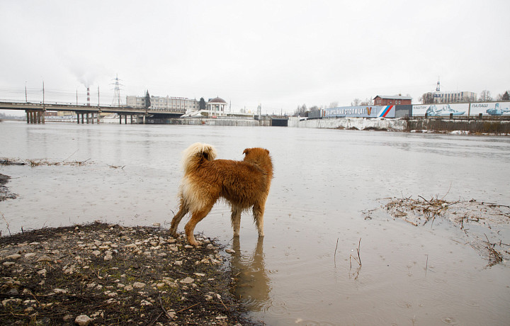 ﻿В Туле администрацию обязали выплатить компенсацию за укус собакой шестилетнего ребенка