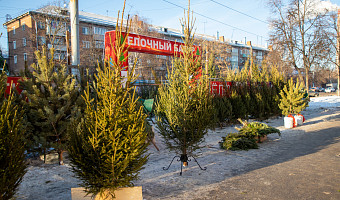 Ёлочные базары откроются в Туле 20 декабря