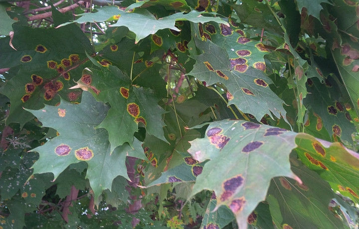 Эколог Баранов объяснил появление черных пятен на кленах в Туле низким иммунитетом деревьев