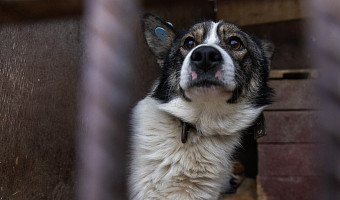 Тульский суд обязал владельца приюта для животных обеспечить в нем нормальные условия