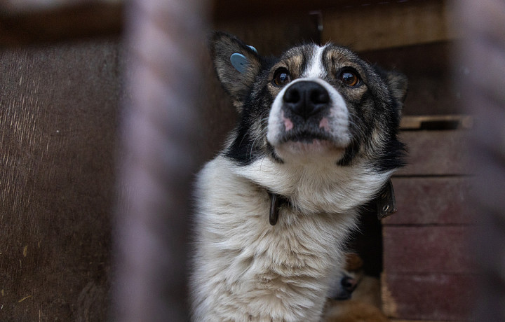 Тульский суд обязал владельца приюта для животных обеспечить в нем нормальные условия