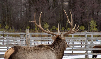 Крупнейшую в Европе ферму благородных оленей хотят создать в Ясногорском районе