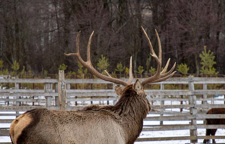Крупнейшую в Европе ферму благородных оленей хотят создать в Ясногорском районе
