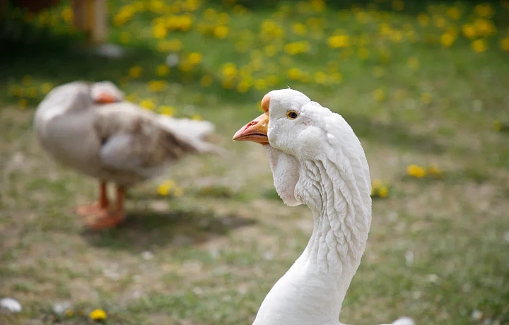Жители деревни под Новомосковском судятся из-за гусей: истец заявил, что они мешают проезду, щипаются и гадят
