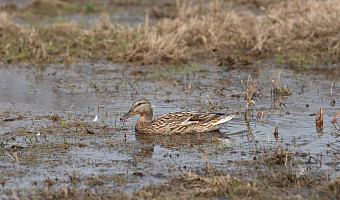 Весеннее половодье в Центральной России может превысить средние многолетние уровни