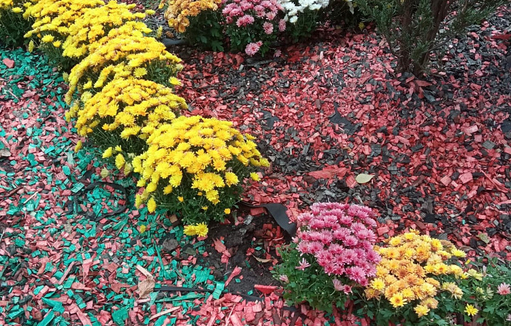 В Туле участились случаи хищения кустов из цветниковых зон