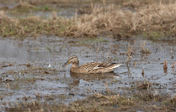 Весеннее половодье в Центральной России может превысить средние многолетние уровни