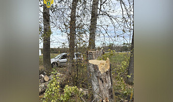 В Щекинском районе спилили аварийные деревья по требованию прокуратуры