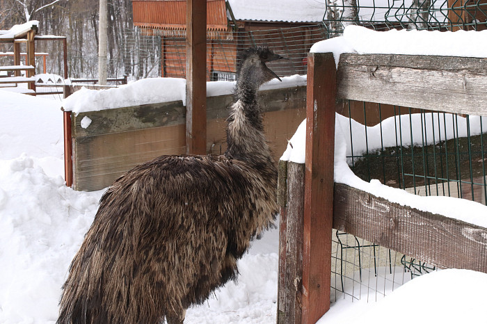 Зверские морозы: как животные зооуголка Белоусовского парка переживают снежную зиму и природные катаклизмы. Фоторепортаж