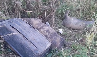 Незаконная свалку на обачине с трупами животных обнаружили в Тульской области