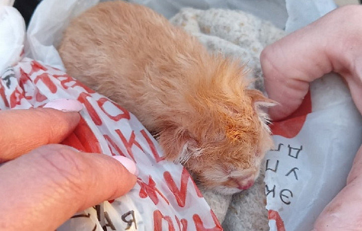 В Ефремове неизвестные выкинули в мусорный бак завязанный пакет с котенком внутри