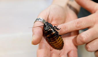 Кусачие клопы, блохи и мухи с тифом и туберкулезом: какие неприятные и опасные насекомые могут поселиться в квартире