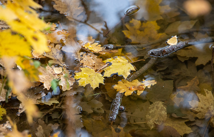 Небольшое потепление ожидает Тульскую область 17 октября