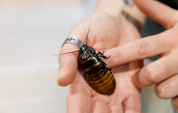 Кусачие клопы, блохи и мухи с тифом и туберкулезом: какие неприятные и опасные насекомые могут поселиться в квартире
