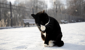 Обязательную регистрацию домашних питомцев хотят ввести в России с 2026 года