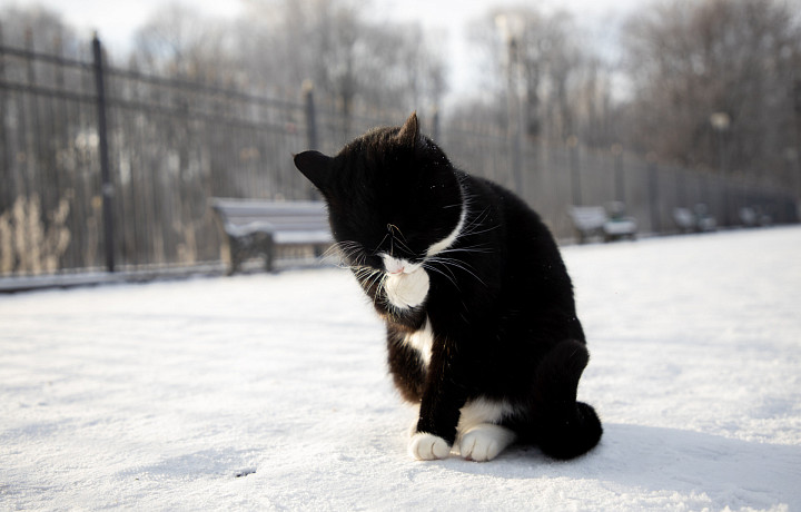 Обязательную регистрацию домашних питомцев хотят ввести в России с 2026 года