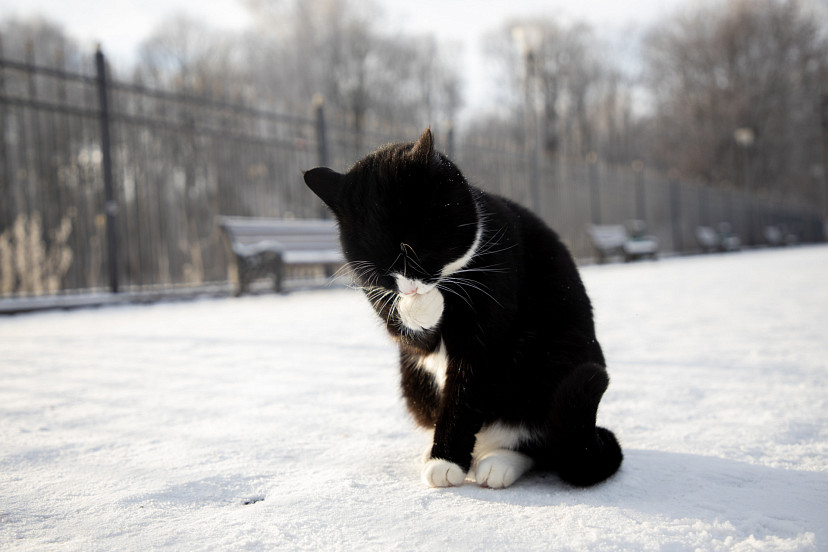 Обязательную регистрацию домашних питомцев хотят ввести в России с 2026 года | ТСН24