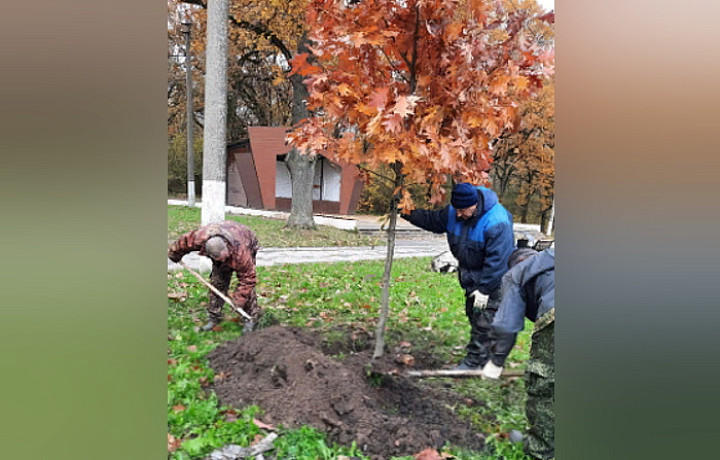 В Щекинском районе высадили деревья в рамках акции «Сохраним лес»