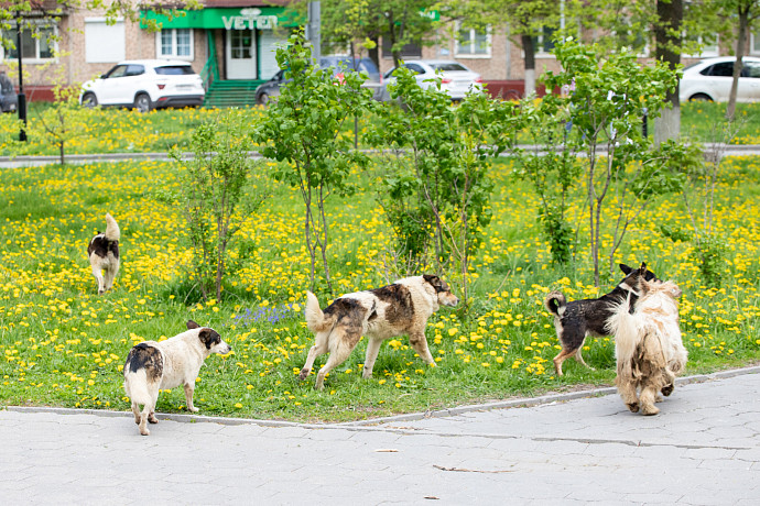 Администрация Новомосковска заплатила троим детям 60 тысяч рублей компенсации за нападение собак