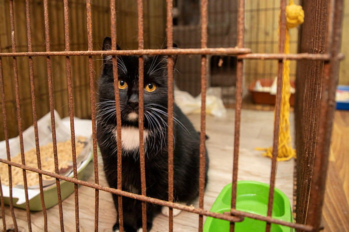 Вестники неудачи или пушистые милашки: тульские черные кошки ищут своих хозяев