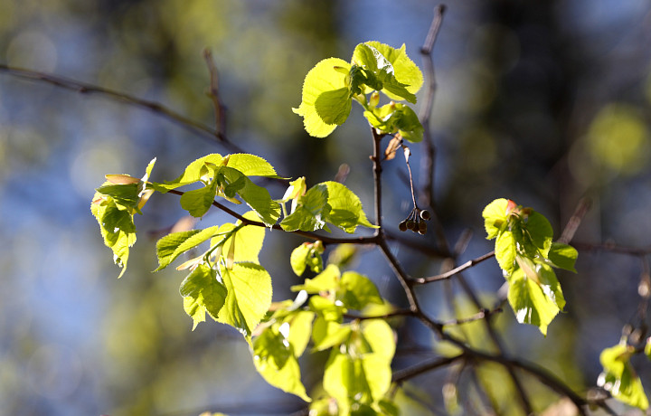 Тулякам рассказали, что нельзя делать в день памяти Георгия Победоносца 6 мая