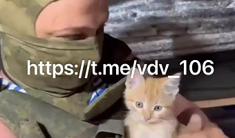 Бойцов из тульской 106-й дивизии ВДВ в зоне СВО поддерживает котенок Гоша