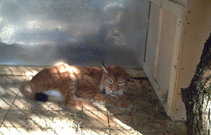 Волонтеры начали поиск рыси, обнаруженной в одном из домов Тулы