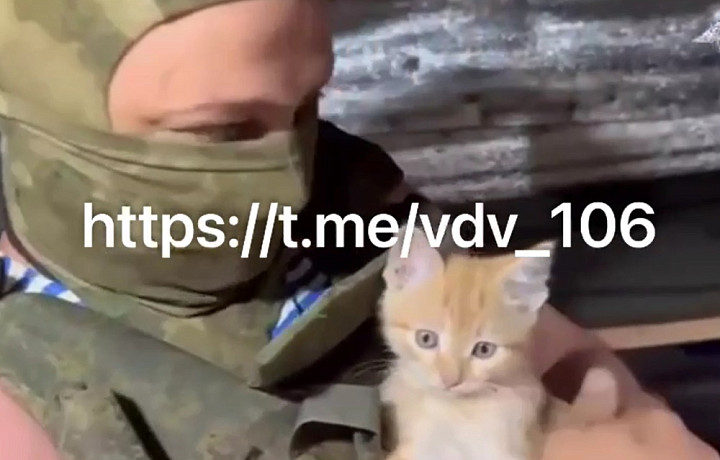 Бойцов из тульской 106-й дивизии ВДВ в зоне СВО поддерживает котенок Гоша