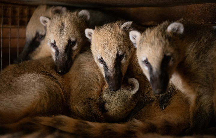 Как экзотические обитатели тульского зооуголка приспосабливаются к русской зиме