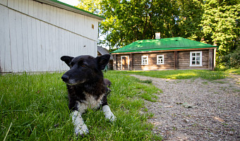 Администрацию Белевского района обязали выплатить 25 тысяч рублей ребенку, которого укусила собака