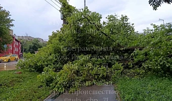 Сильный ливень в Туле повалил дерево и столб на 4-м проезде Мясново