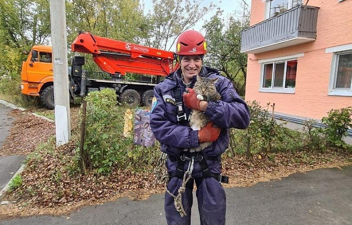 В Туле спасли кота, который неделю просидел на дереве