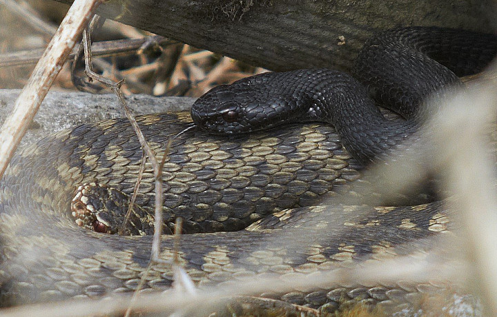 Повреждение тканей и отравление. Почему нельзя отсасывать яд змей – объяснил доктор Катулин