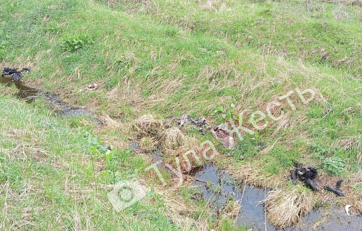 Жители Тульской области заметили свалку из мертвых телят на берегу ручья