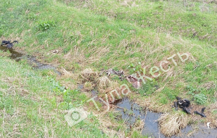 Жители Тульской области заметили свалку из мертвых телят на берегу ручья