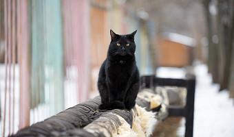 Стоит ли сторониться черных кошек? Тест по народным приметам
