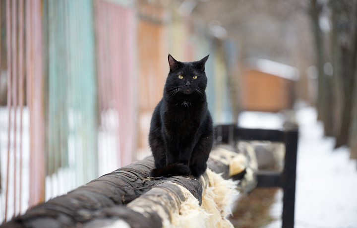 Стоит ли сторониться черных кошек? Тест по народным приметам