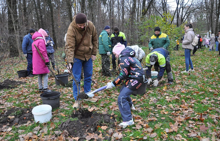 В Центральном парке Тулы высадили более 20 кустов сирени