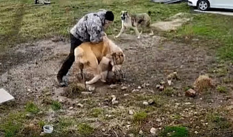 «Я их разнимал голыми руками»: мужчина получил травмы, пытаясь защититься от соседских собак