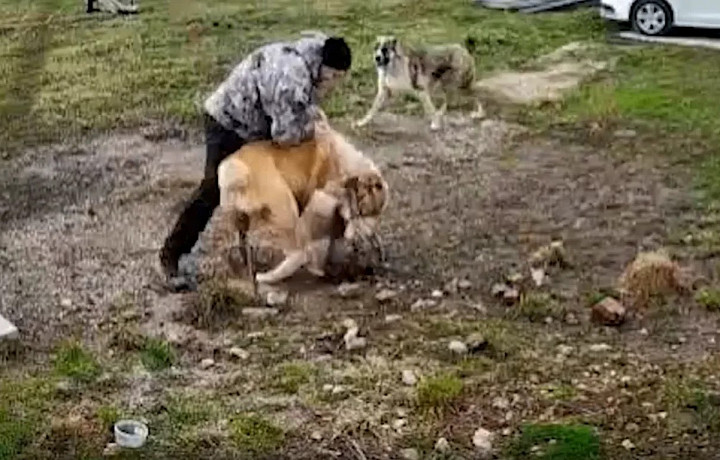 «Я их разнимал голыми руками»: мужчина получил травмы, пытаясь защититься от соседских собак